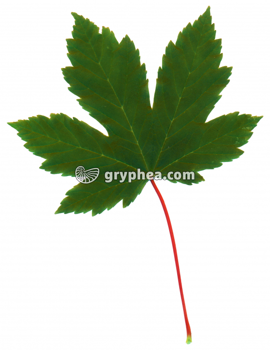 Erable sycomore -  Feuille (Acer pseudoplatanus) - gryphea.org
